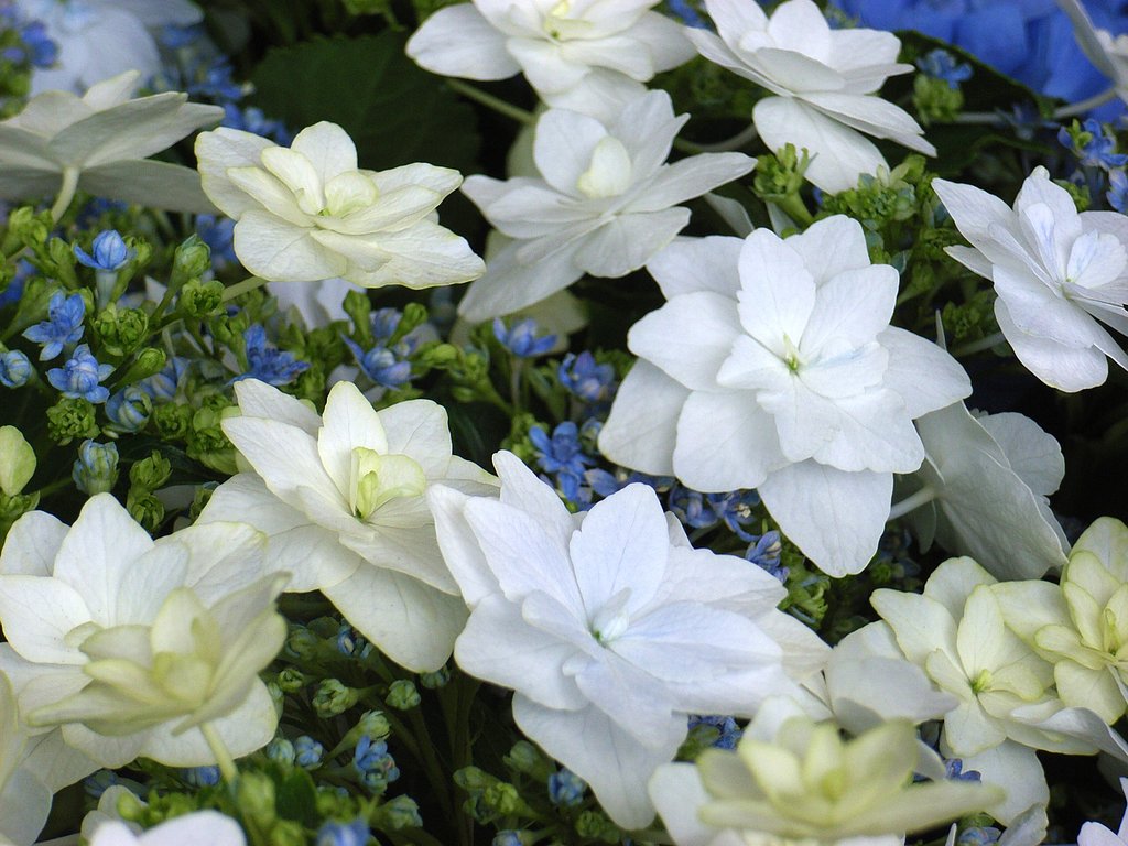 紫陽花