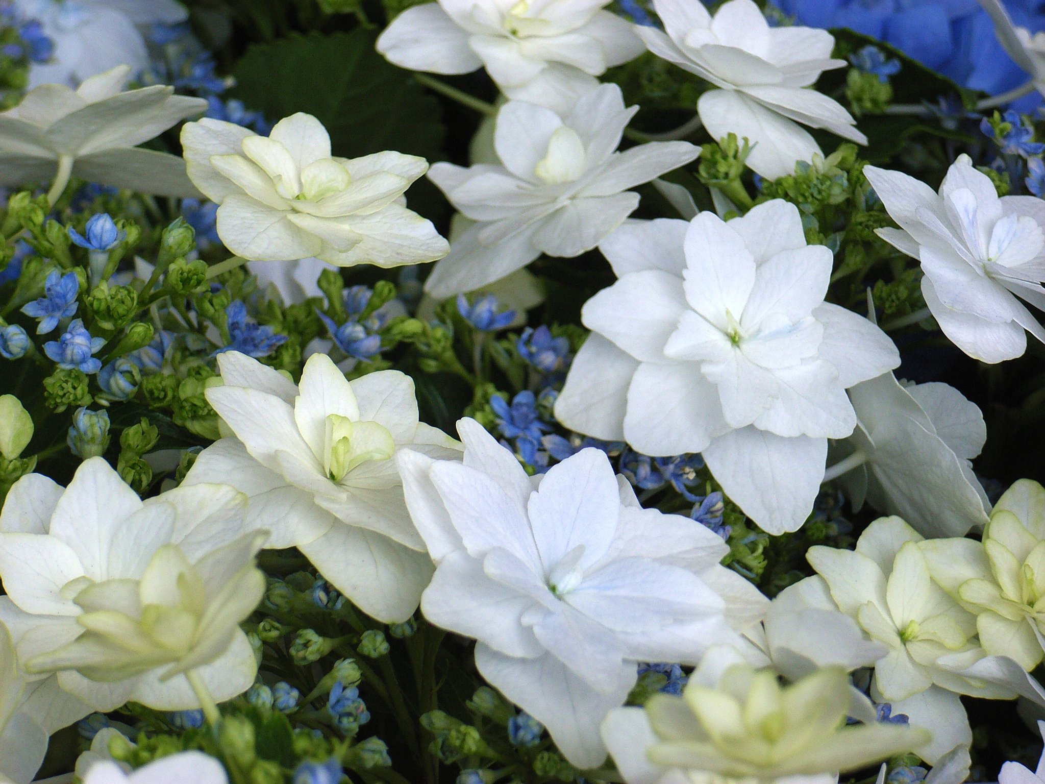 紫陽花