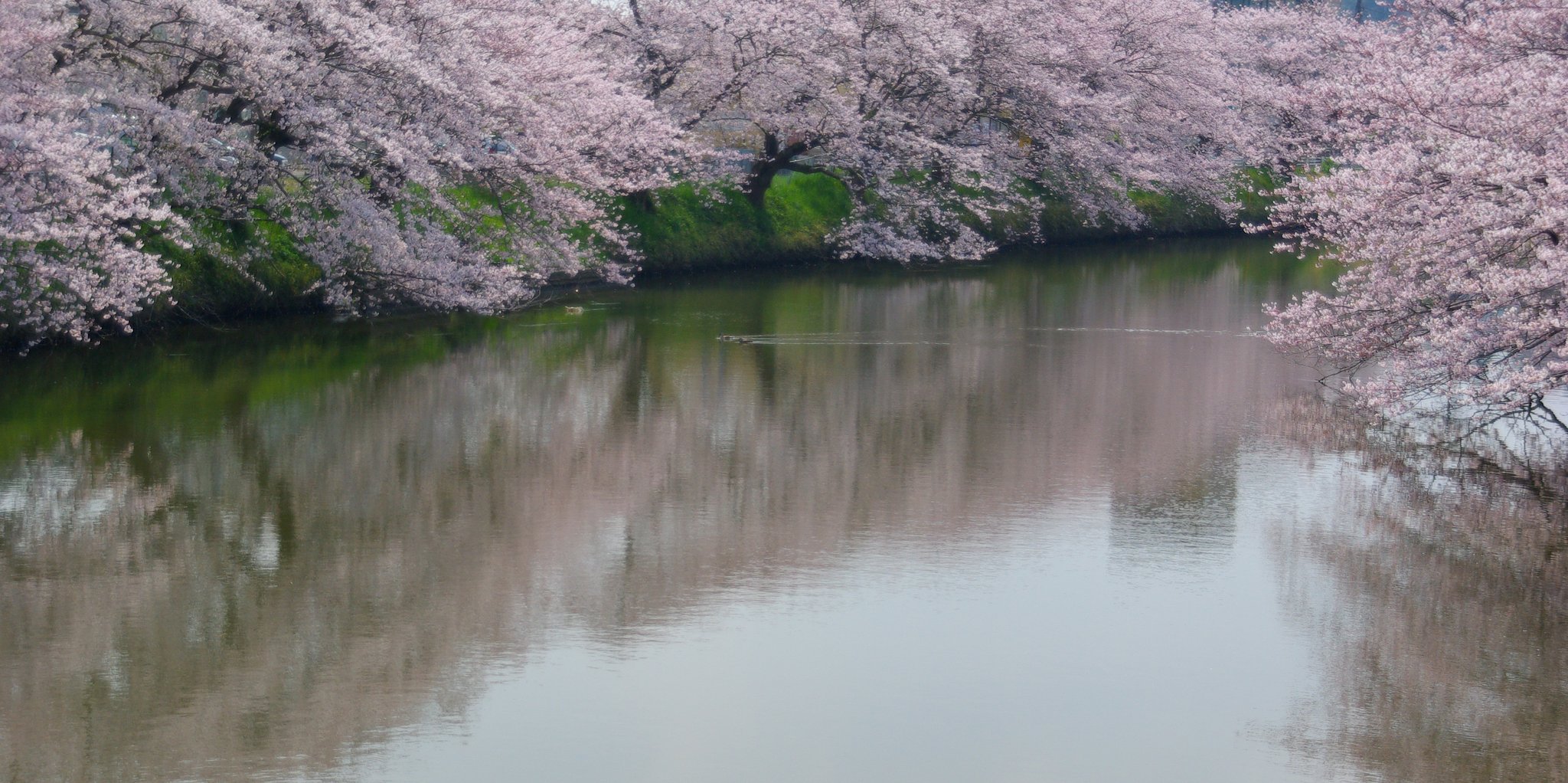 水面（みなも）の桜