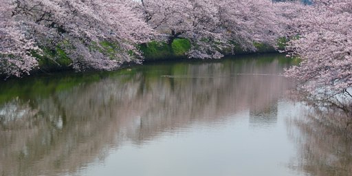 水面（みなも）の桜