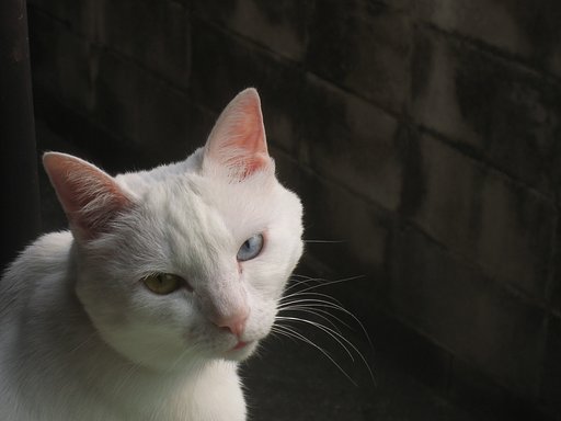 オッドアイの白猫さん