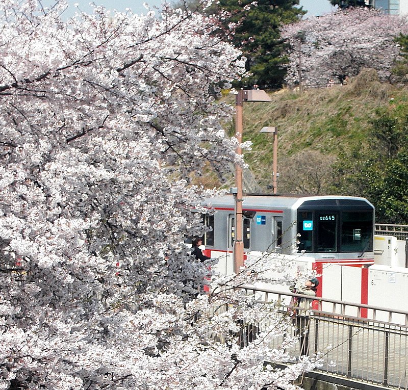 桜と地下鉄