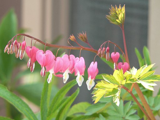 心の花