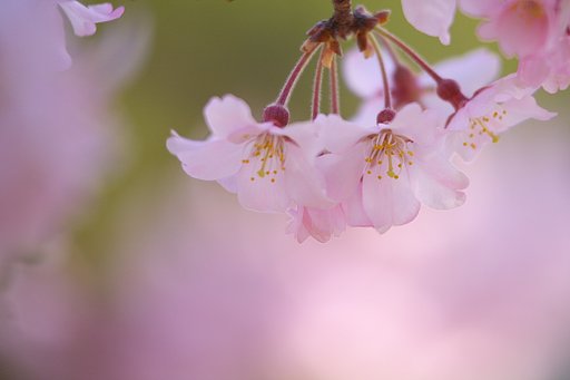 桃色と息