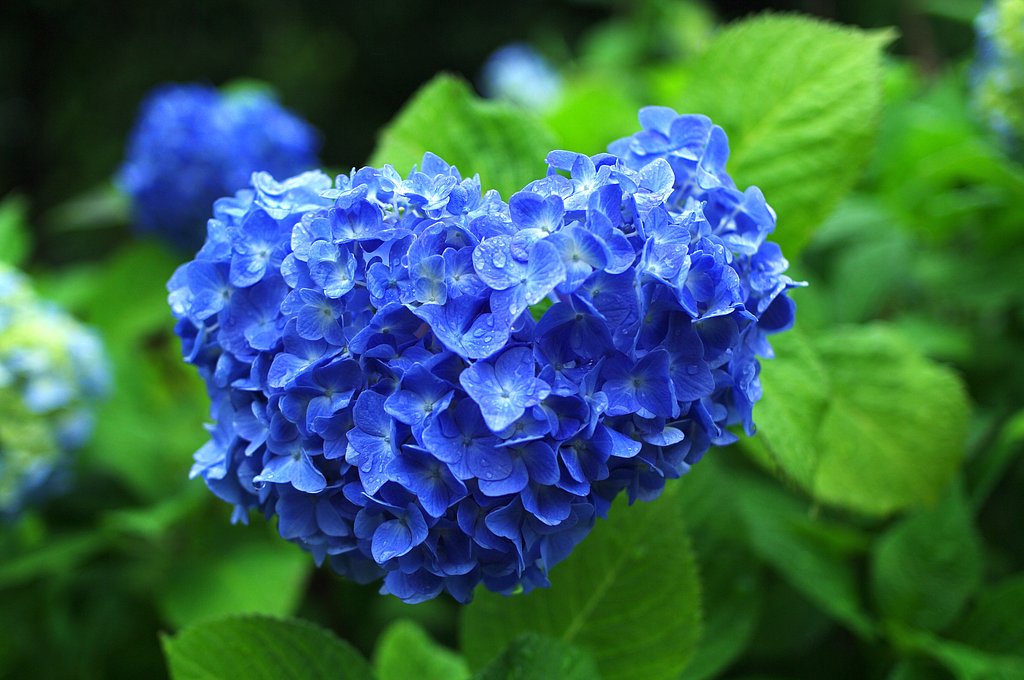 紫陽花