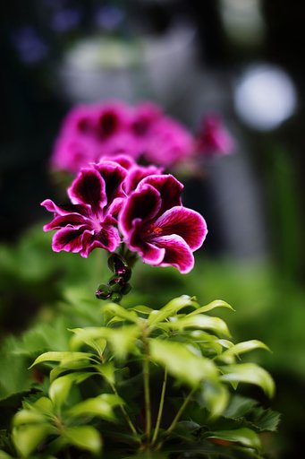 花です＾＾