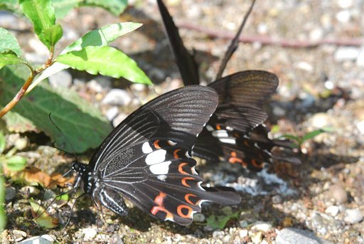 アゲハ水飲み場