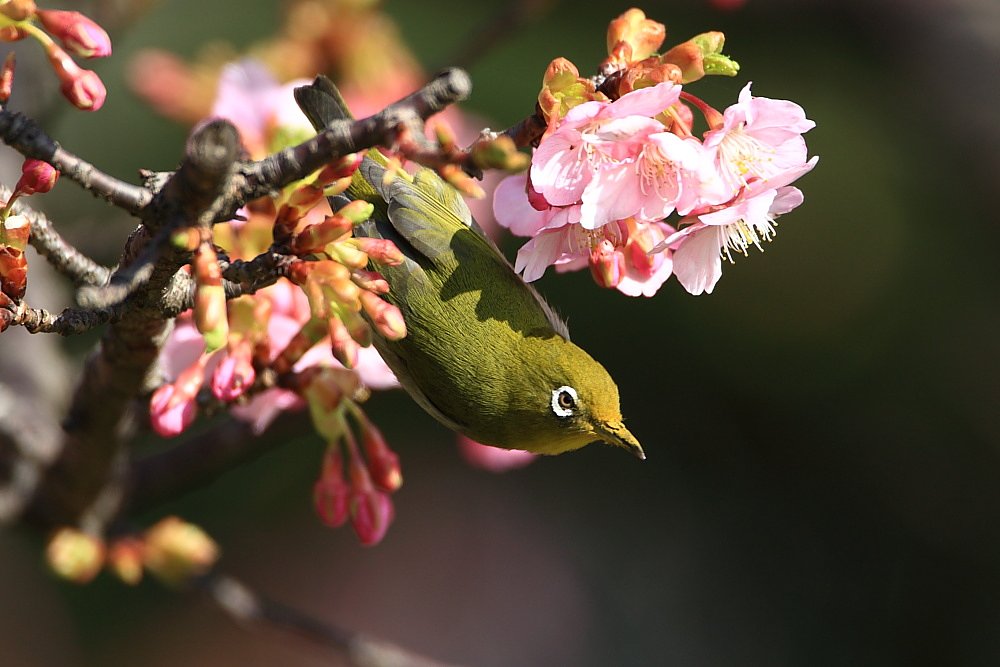 河津桜とメジロ
