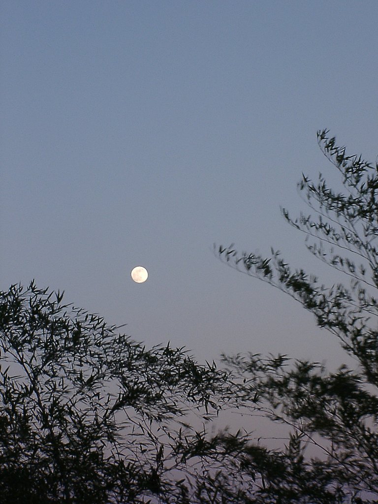 ▲日本画風の夕暮れ-08
