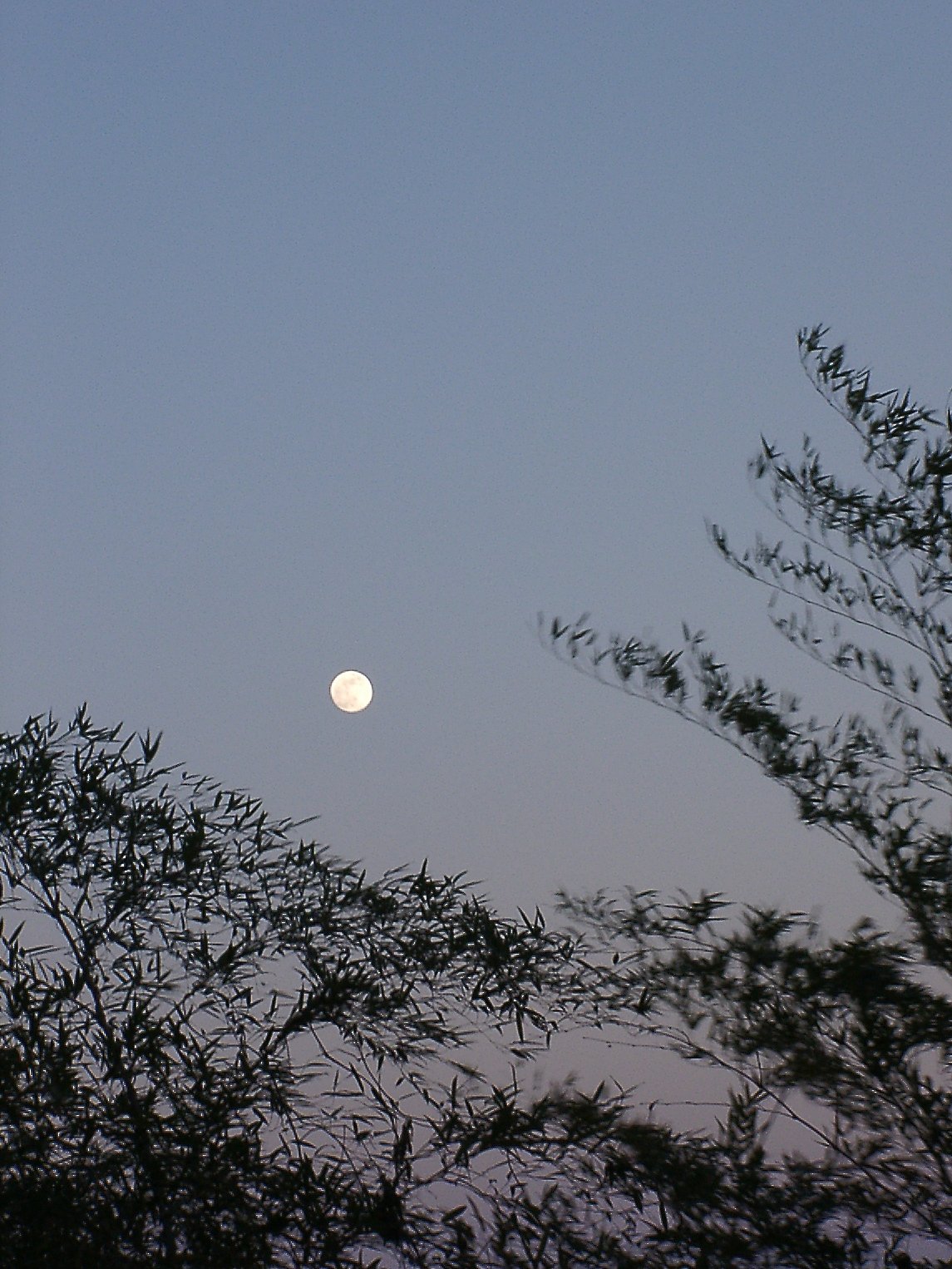 ▲日本画風の夕暮れ-08