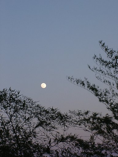 ▲日本画風の夕暮れ-08