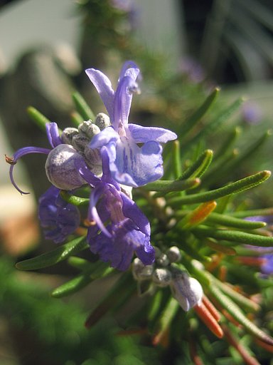 ローズマリーの花