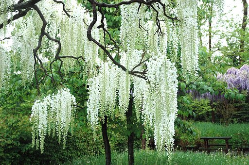 フジ（藤）の花