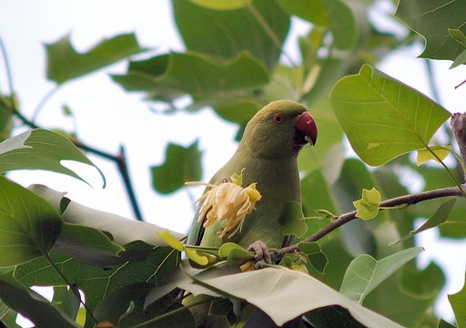 野生化したインコ