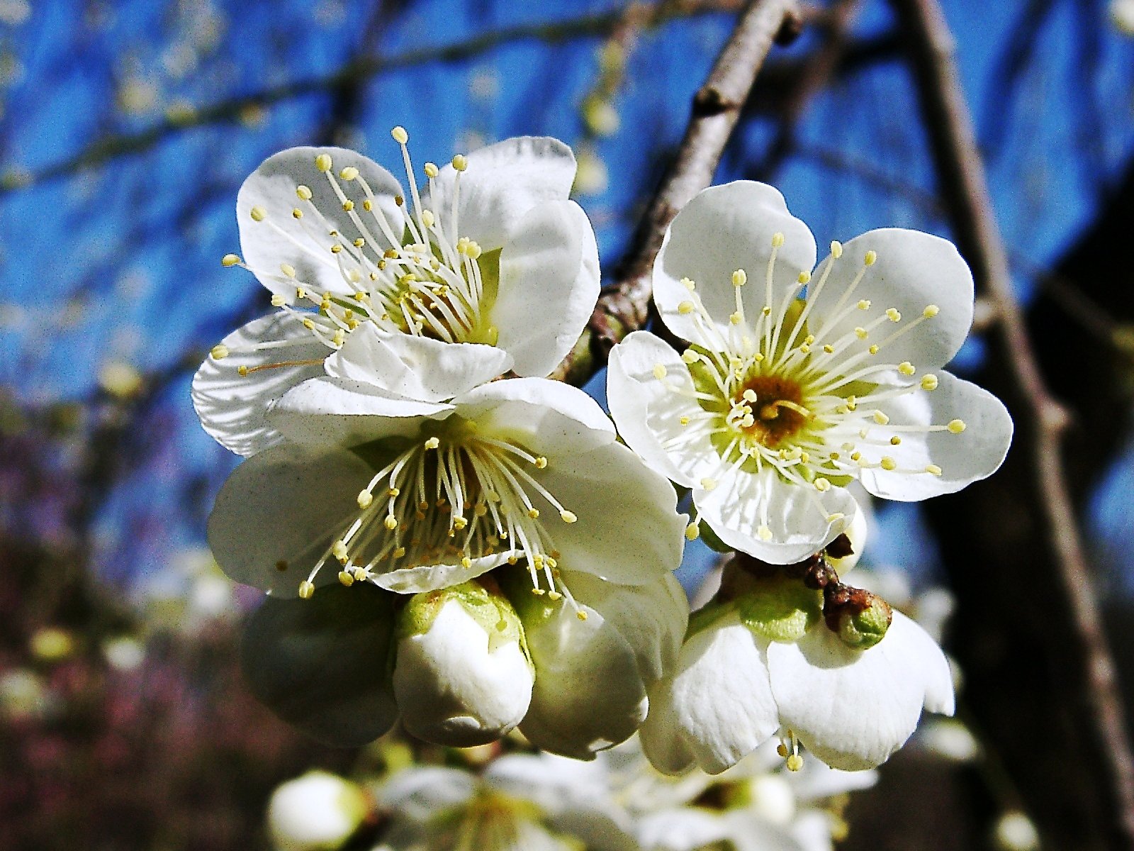★ウメの花くらべ-11 月影枝垂