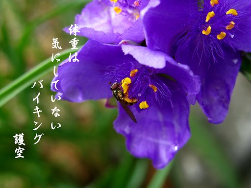【写川柳】バイキング
