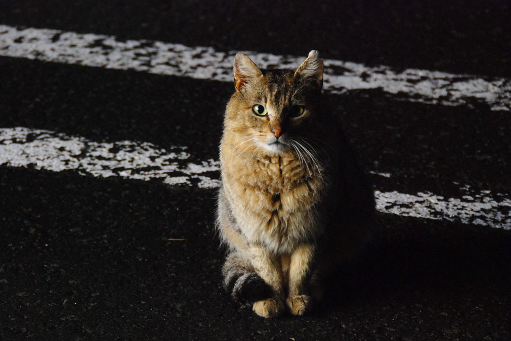 深夜のノラちゃん