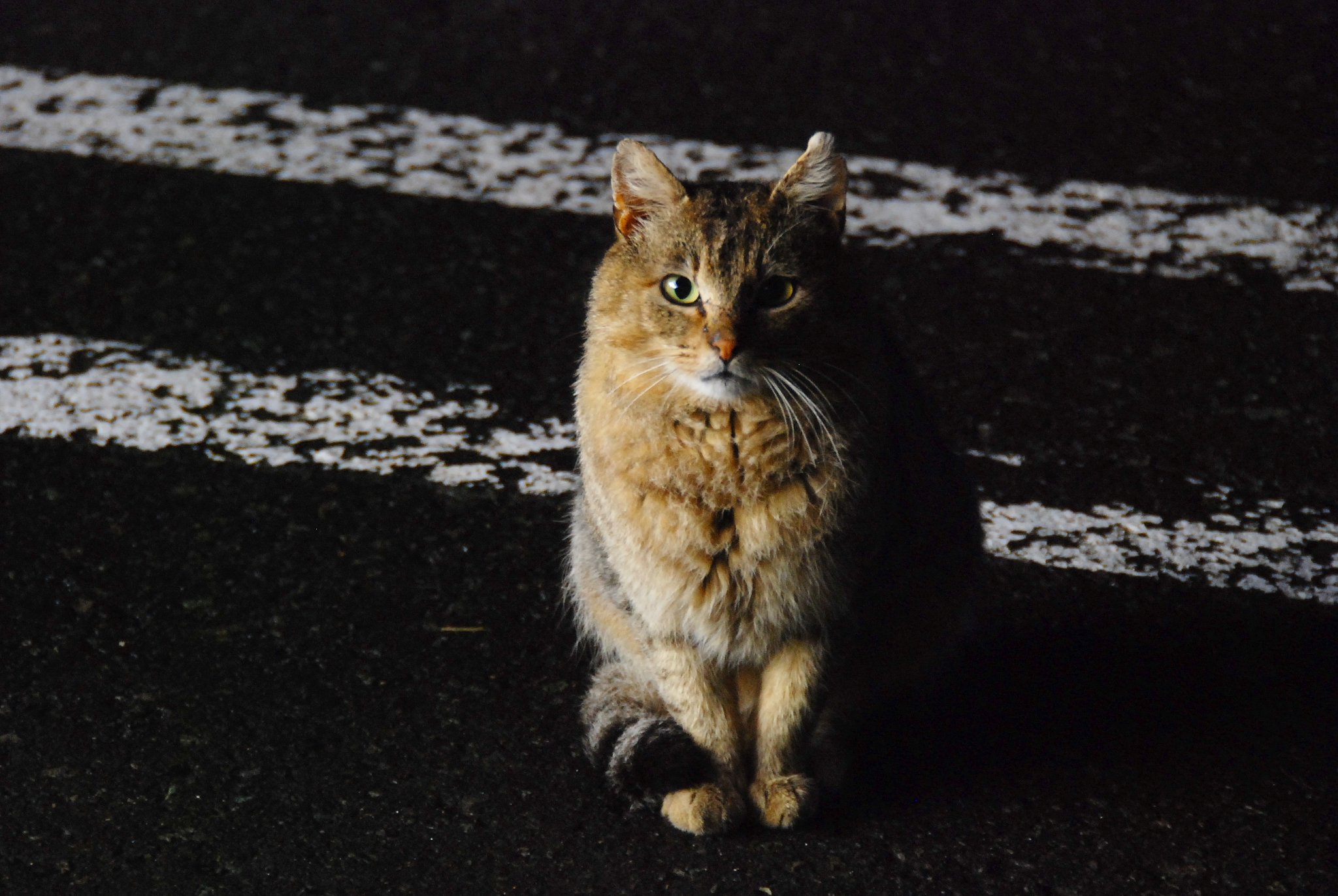 深夜のノラちゃん