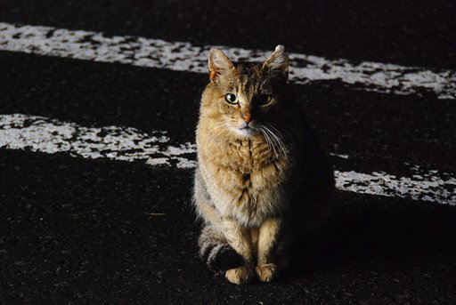深夜のノラちゃん