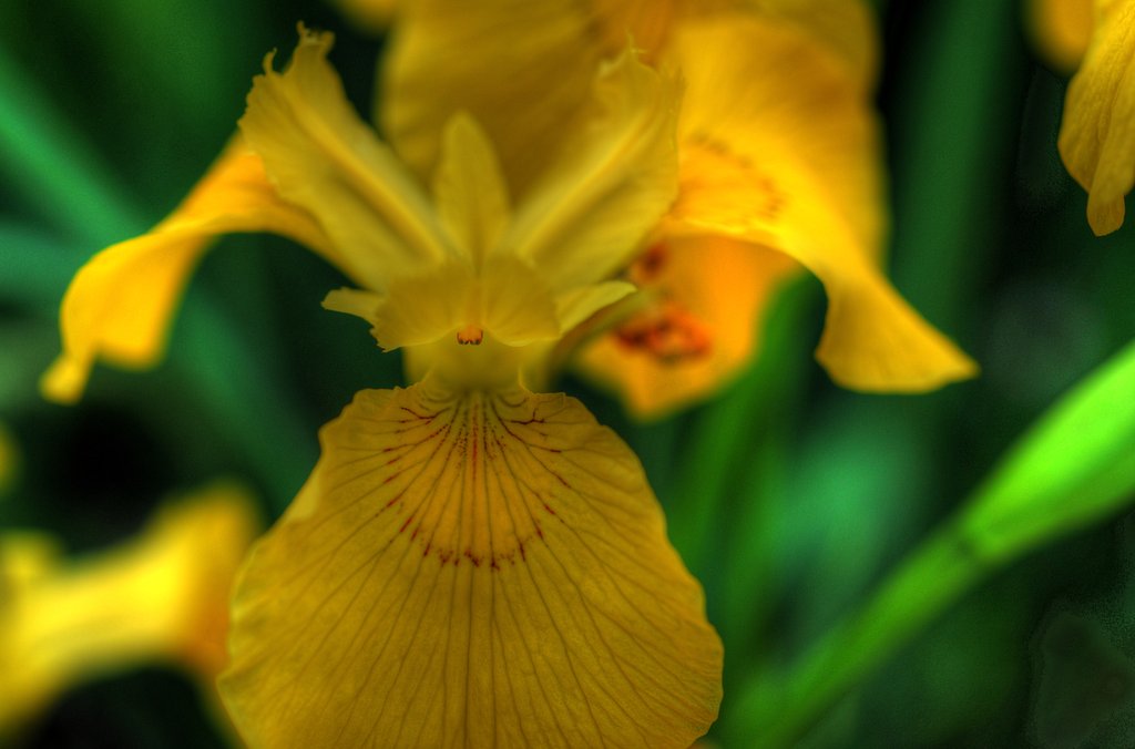 旬の花