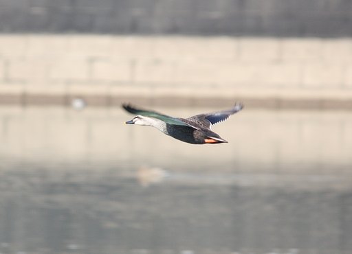 カルガモが飛ぶ
