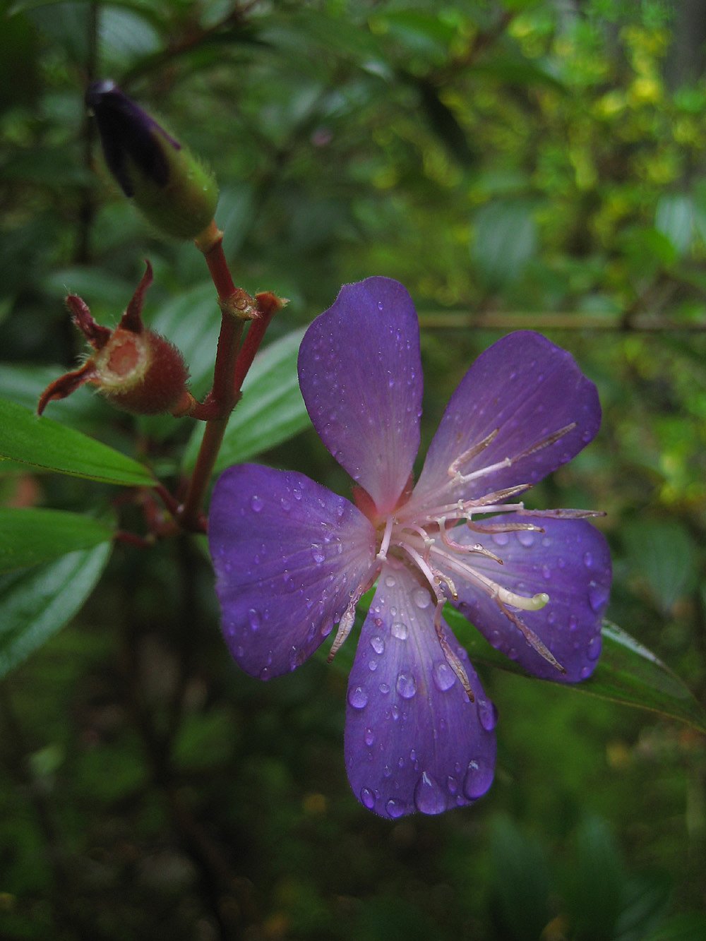 ノボタンは春の花