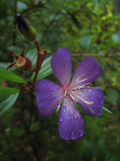 ノボタンは春の花