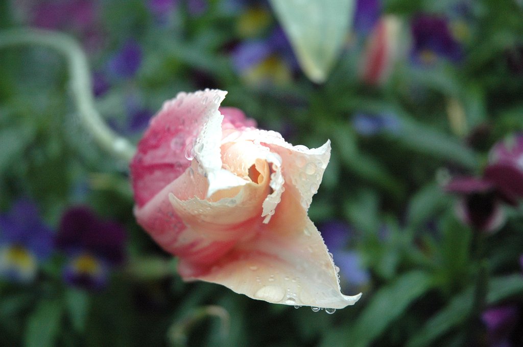 蕾の薔薇