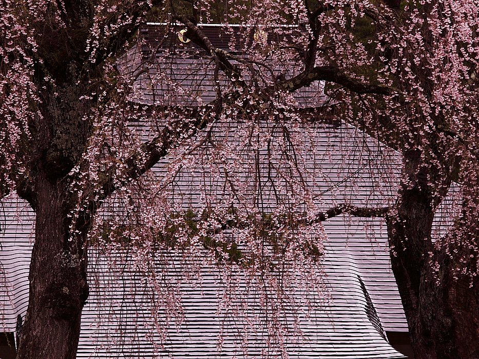枝垂桜