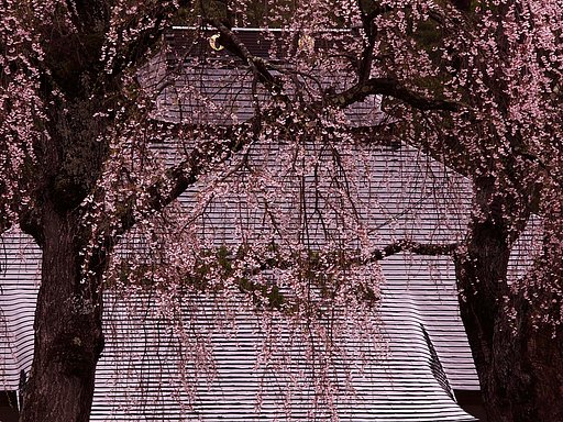枝垂桜