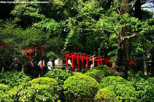 つつじの無いつつじ祭り