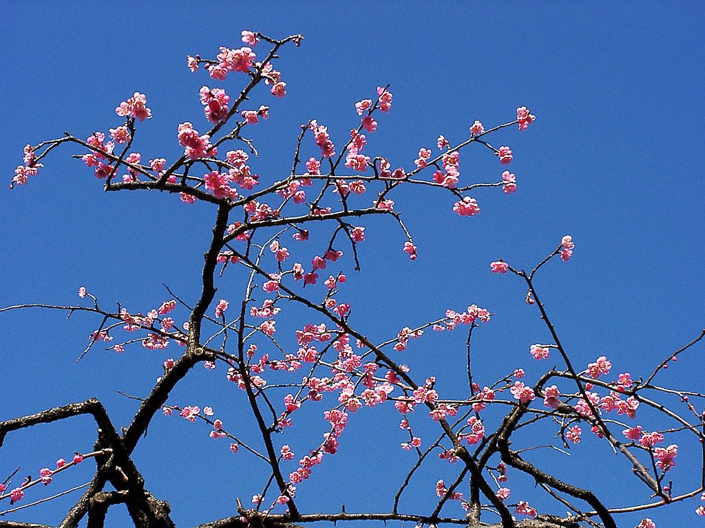 ★ウメの花くらべ-13 玉光枝垂