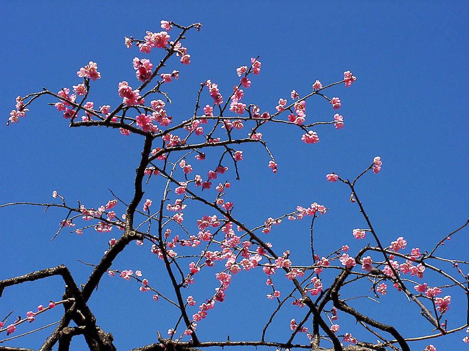 ★ウメの花くらべ-13 玉光枝垂