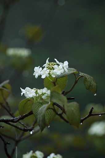 雨の季節
