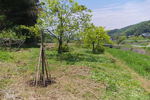 キウイ、柿木の畑の草刈を