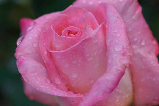 雨上がりの薔薇