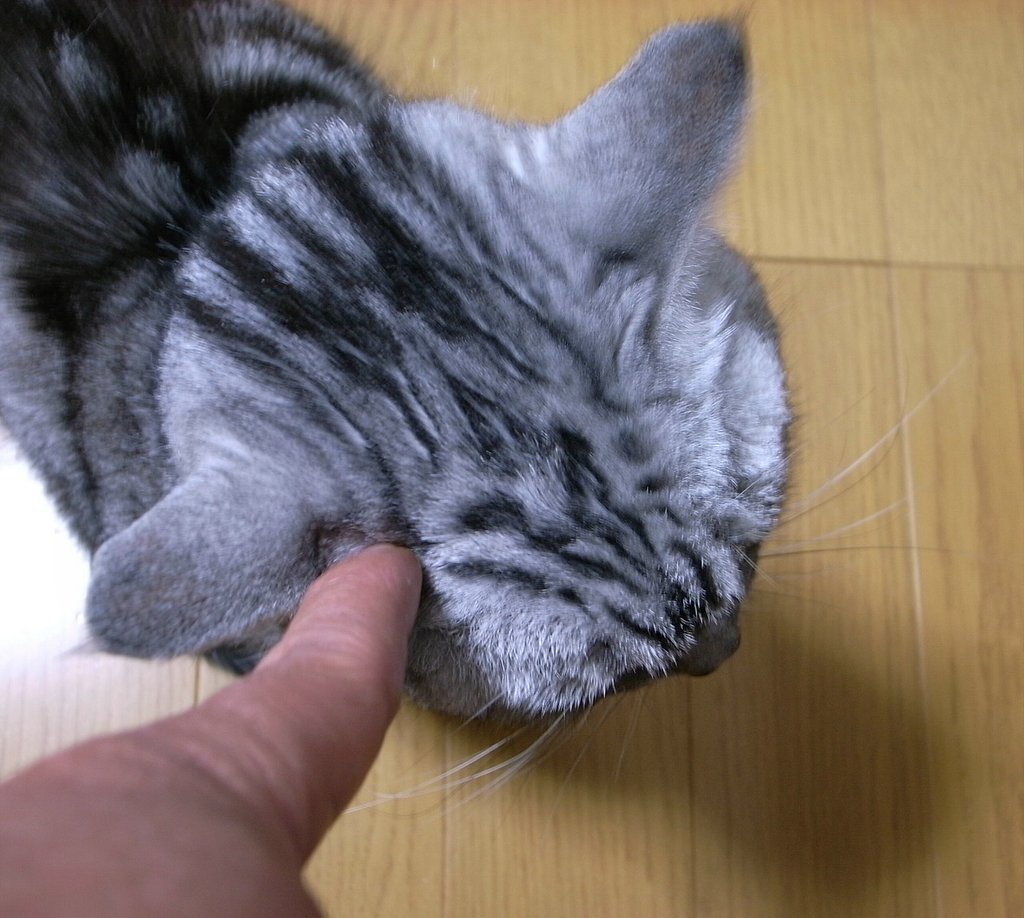 あたまツンツン