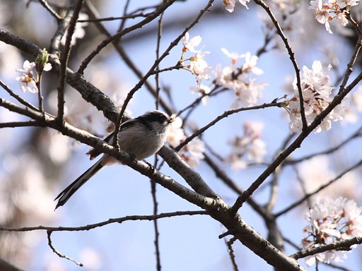 桜と・・・エナガちゃんです