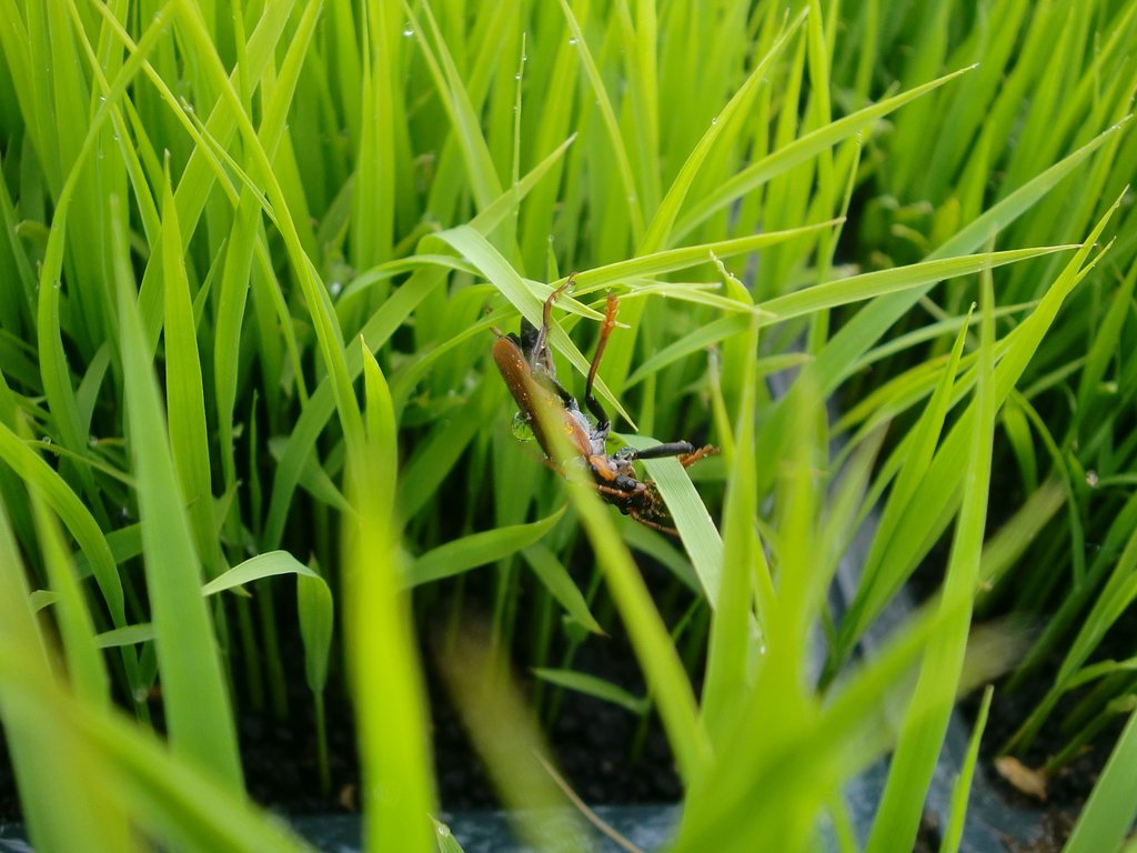 コシヒカリの苗に虫が