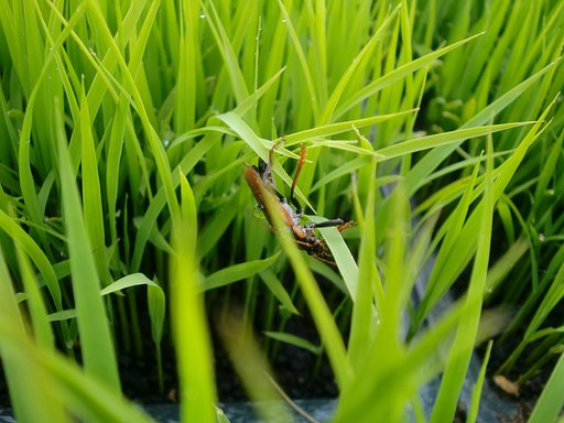 コシヒカリの苗に虫が