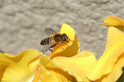 【ザ・ワールド】昆虫の勘