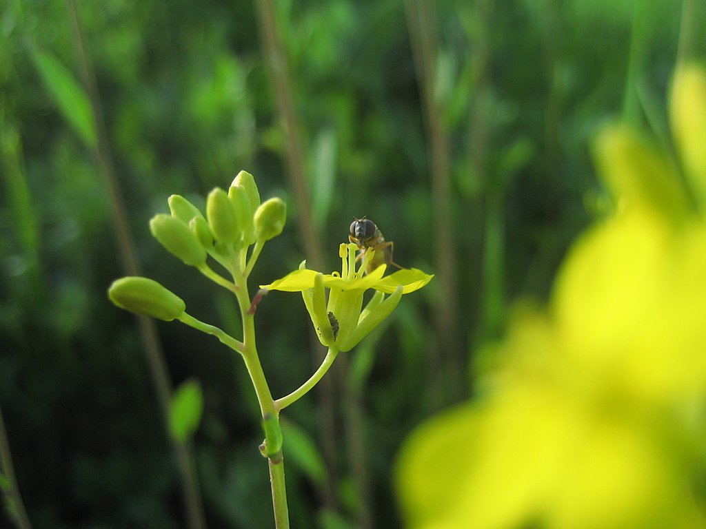 こんにちは菜の〜