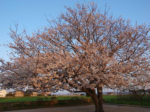 我が家の桜