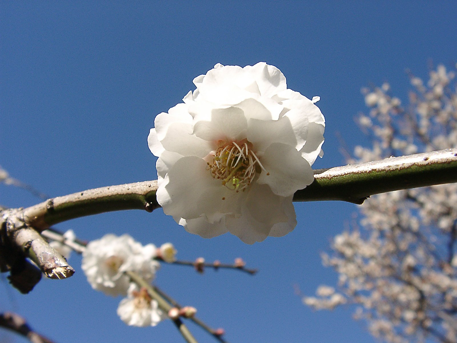 ★ウメの花くらべ-20 白滝枝垂
