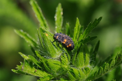 ナナホシテントウ虫