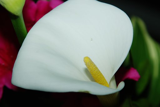 蘭