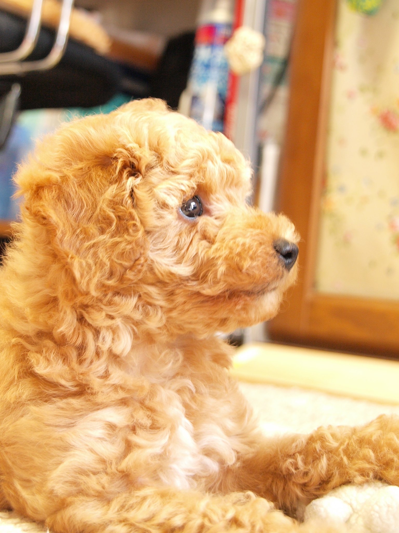 おはつ♪です
