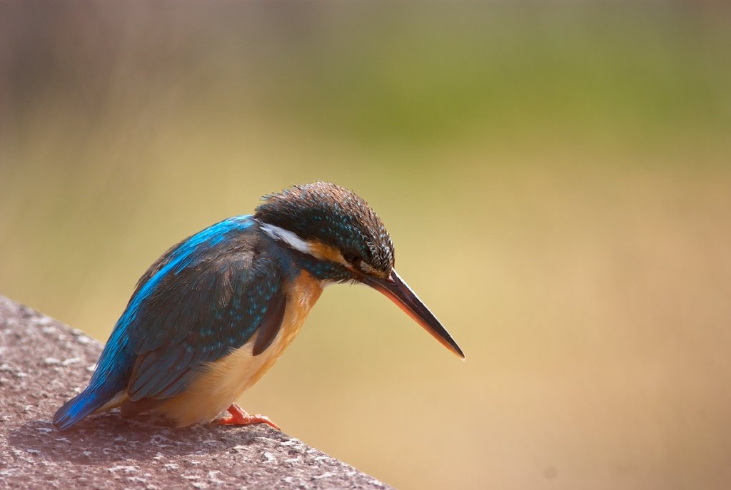 カワセミ
