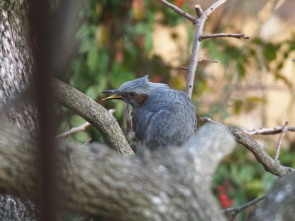 野鳥が飛んできた