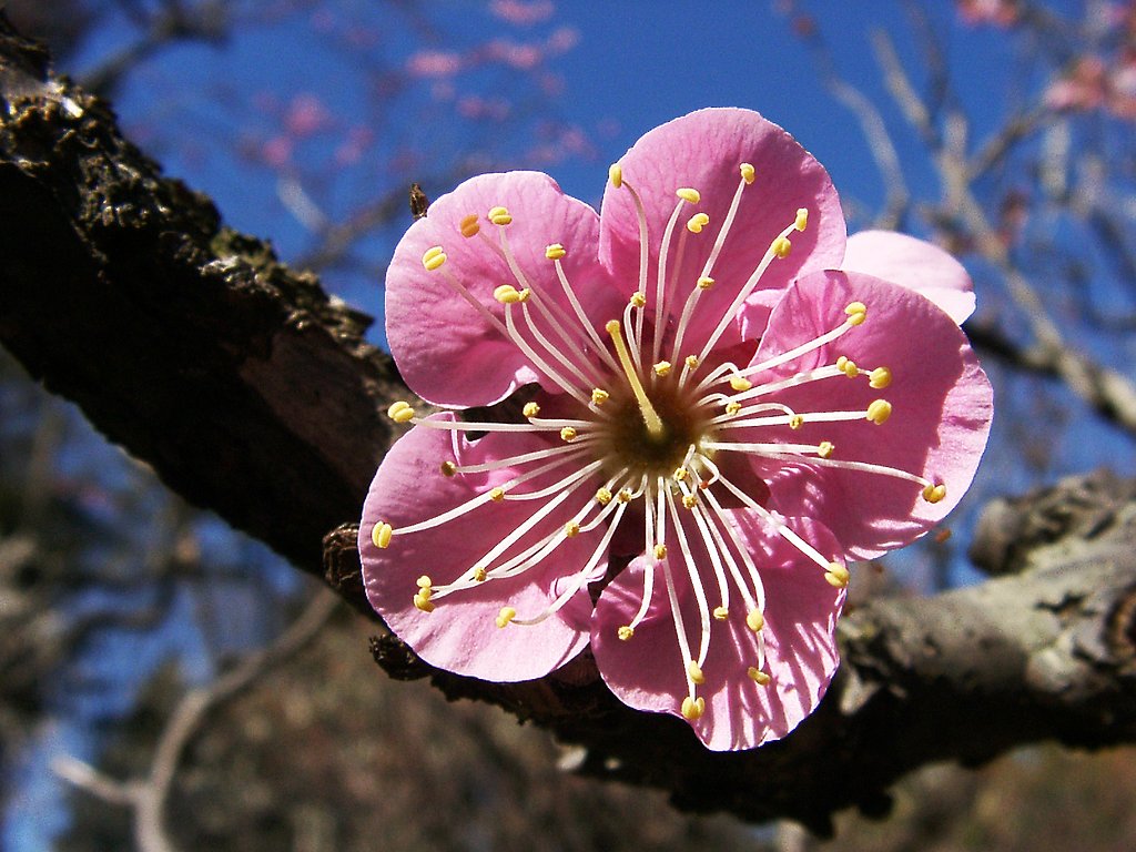 ★ウメの花くらべ-21 道知辺